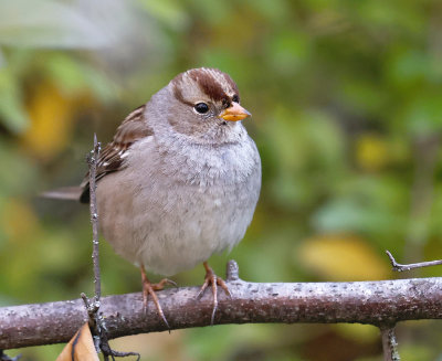 White-crowned Sparrow