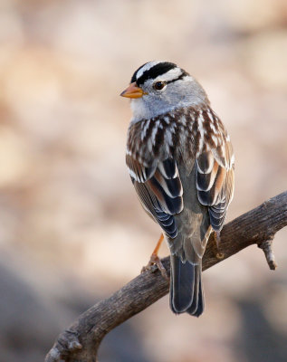 White-crowned Sparrow 