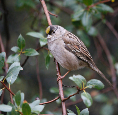 Golden-crowned Sparrow 