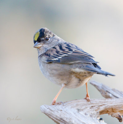 Golden-crowned Sparrow