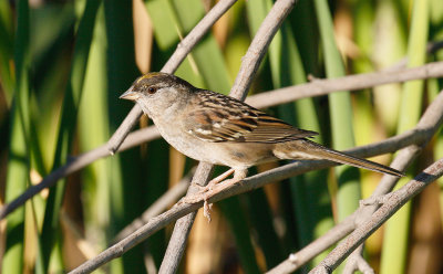 Golden-crowned Sparrow 