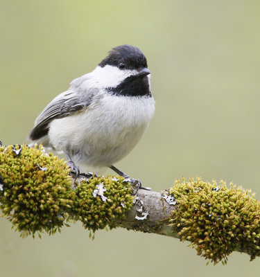chickadees_and_their_allies