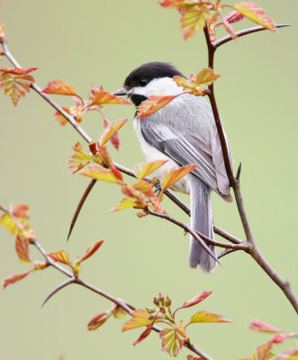 Black-capped Chickadee