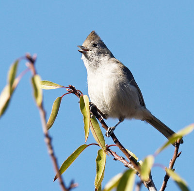 Oak Titmouse