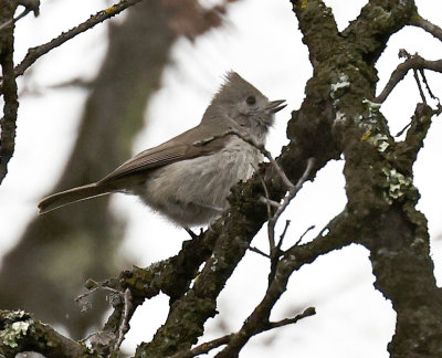 Oak Titmouse