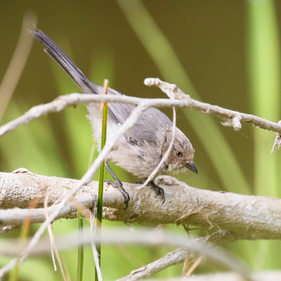 Bushtit 