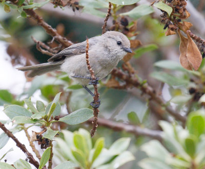 Bushtit 