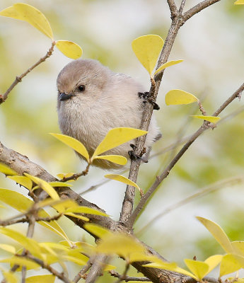 Bushtit 