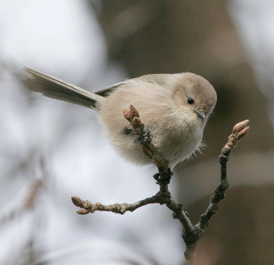 bushtit