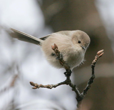 Bushtit