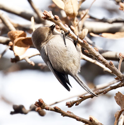 Bushtit 