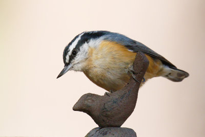 Red-breasted Nuthatch 