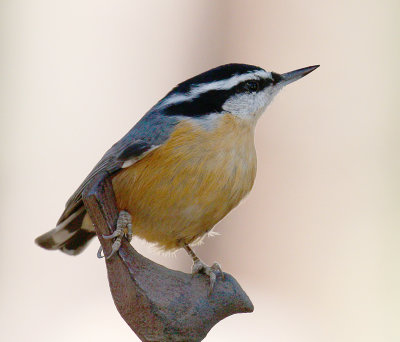 nuthatches_and_creeper