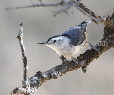 whitebreasted_nuthatch
