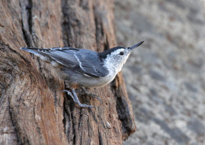 White-breasted Nuthatch 