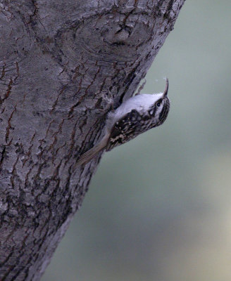 Brown Creeper