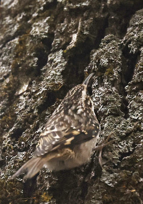 Brown Creeper 