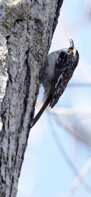 Brown Creeper 