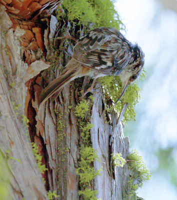 Brown Creeper 