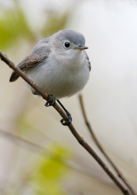 Blue-gray Gnatcatcher