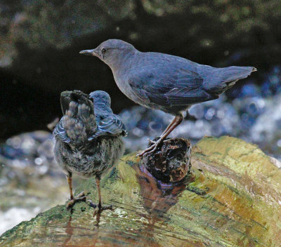 American Dipper