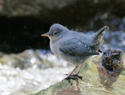 American Dipper 