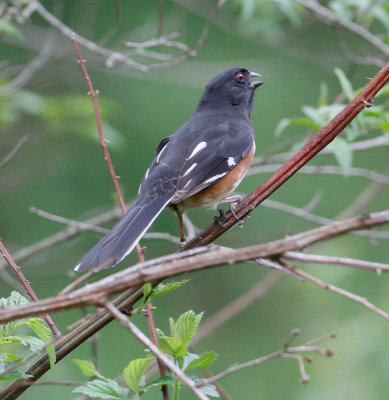 eastern_towhee