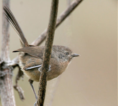 Wrentit 