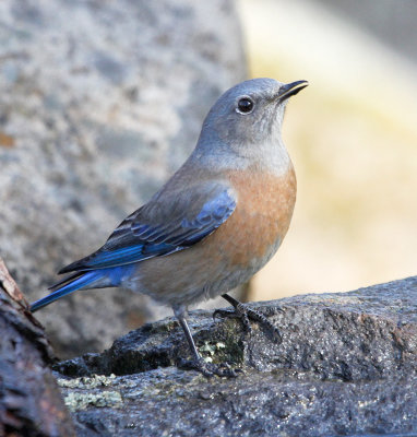 Western Bluebird 