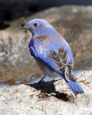 Western Bluebird 