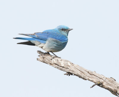 mountain_bluebird