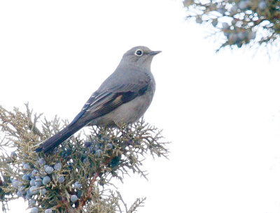 Townsend's Solitaire 