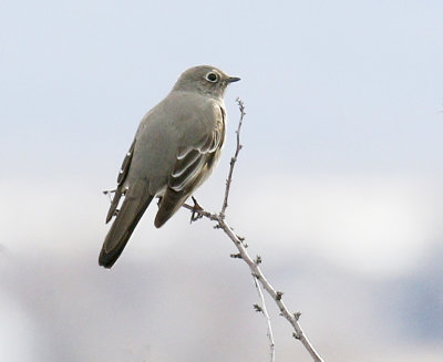 Townsend's Solitaire 