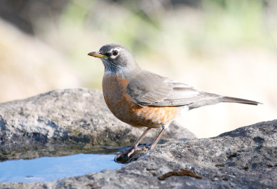 American Robin