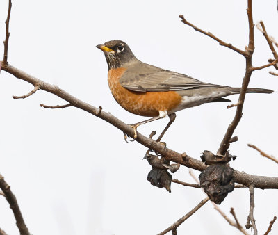 American Robin 