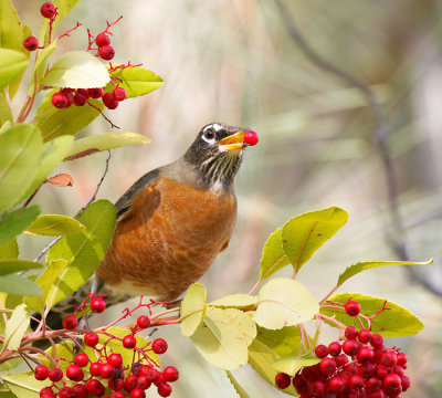 American Robin