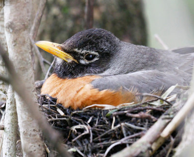 American Robin