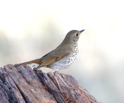 Hermit Thrush 