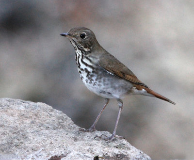 Hermit Thrush 