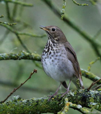 Hermit Thrush 