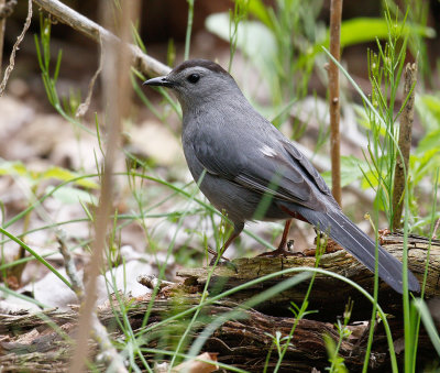 Gray Catbird