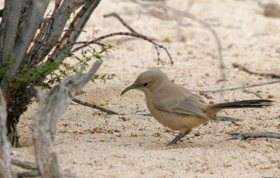 Le Conte's Thrasher 