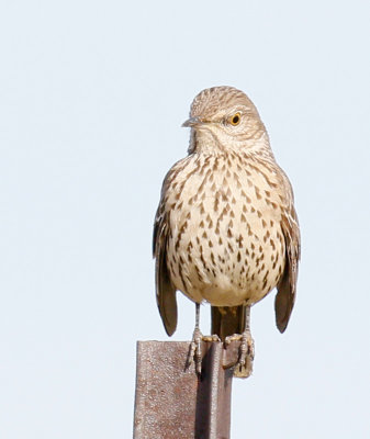 Sage Thrasher 