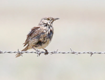 Sage Thrasher 