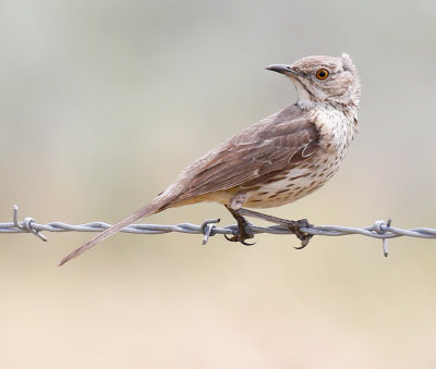 Sage Thrasher 