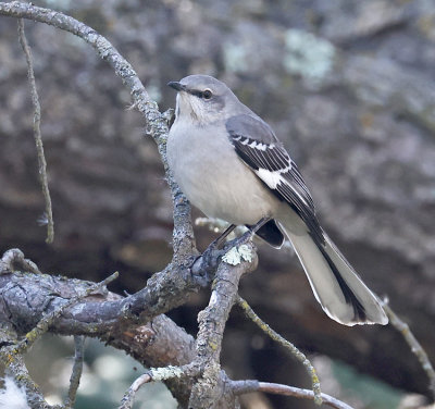 Northern Mockingbird 