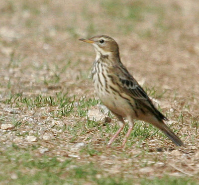 Red-throated Pipit