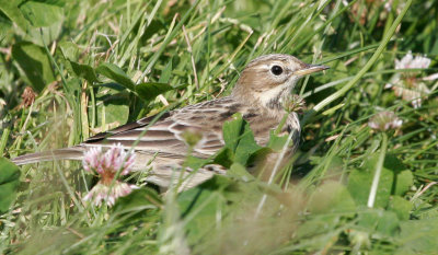 Red-throated Pipit
