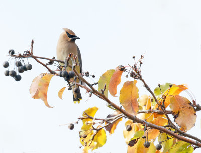 Cedar Waxwing