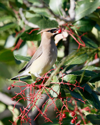 Cedar Waxwing 